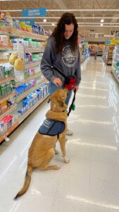 纸飞机外国软件叫什么
 student Julia Banks '23 working with service-dog-in-training Kramer at a grocery store